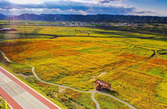 甘肃游记图片] 如果秋天要与花海相遇，那我就在黄河石林等你