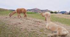 莎玛拉羊驼牧场-Wainui-小小呆60