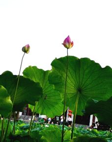 荷花亭-惠州-世界美食游走达人