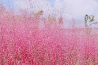 “北极光”现身云南罗平，梦幻、唯美、浪漫，这是一场神仙秀