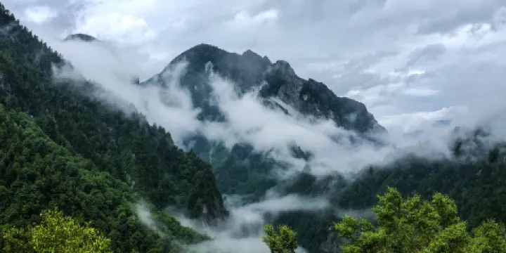杜鵑山