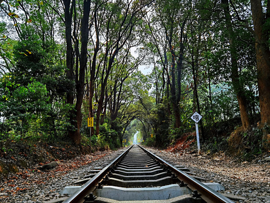 穿越时光隧道赏银杏
