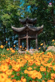 墨潭桃花岛-吉水-YoYo_3B6I7Q0C