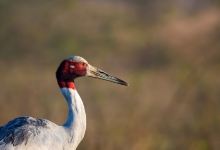 南沙水鸟世界生态公园景点图片