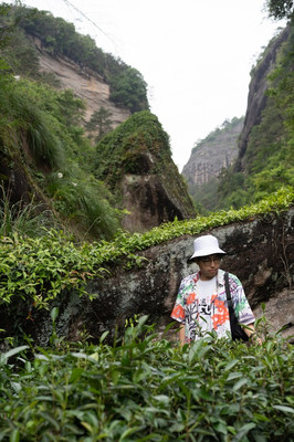武夷岩韵|武夷山寻茶之旅