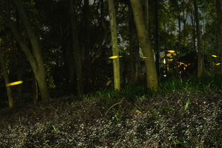 【夏日萤火虫】亲子游·清远恒大酒店