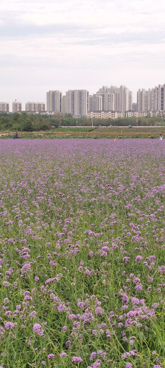 通辽薰衣草庄园旅行图片 1