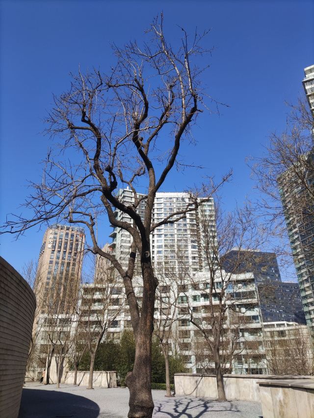 CBD历史文化公园旅行图片 8