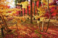 金戒光明寺-京都-翱翔的大鲨鱼