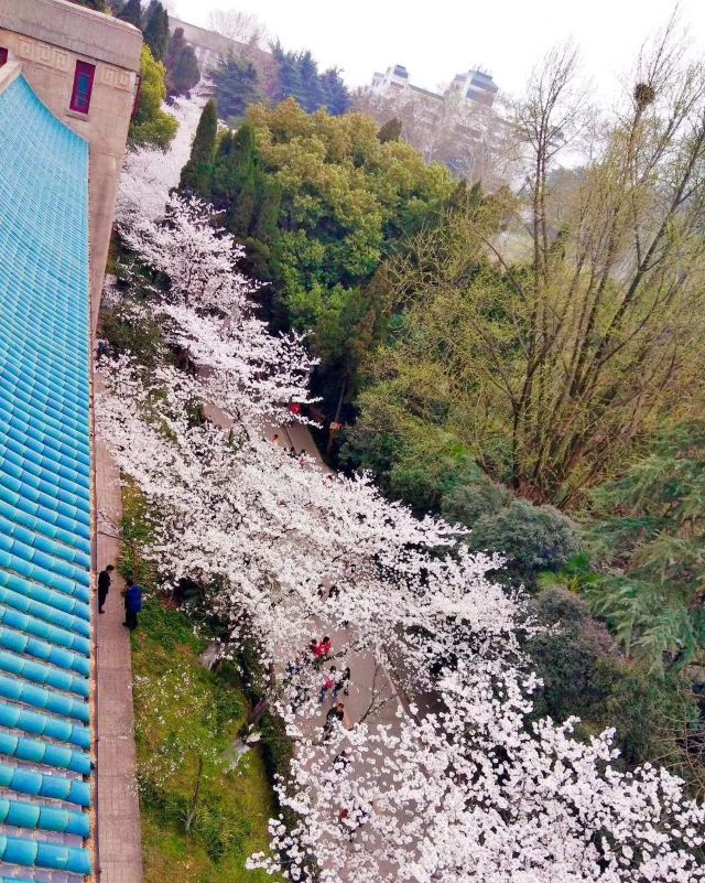 丽江花花色玫瑰庄园旅行图片 1