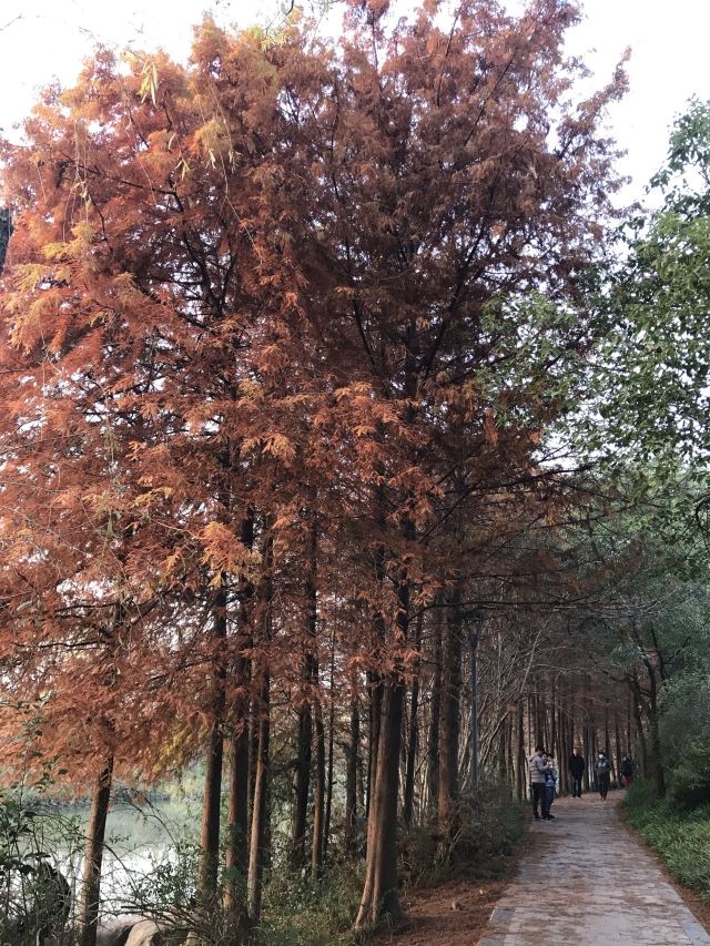 新江湾湿地生态观鸟拍鸟基地旅行图片 3