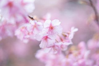 水与樱相得益彰之京都伏见