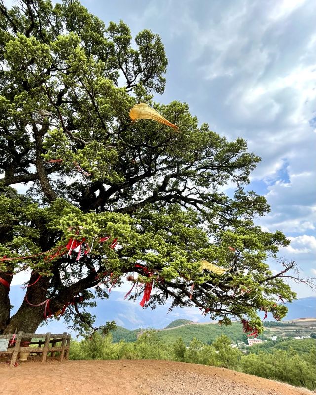 红土地千年老龙树(暂停开放)旅行图片 6