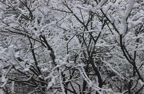 峨眉冬日的别样魅力