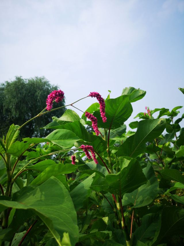 张家湾公园旅行图片 3