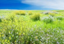 鹤园农场景点图片