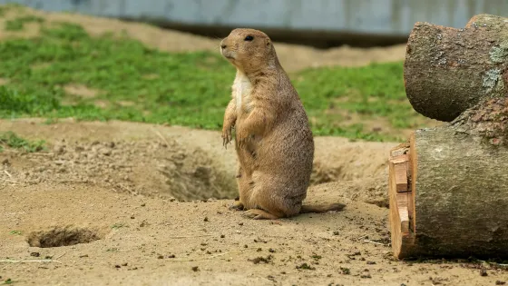 佛蘭克林公園動物園