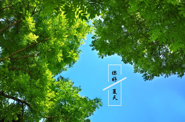 在山东荣成崖西邂逅金鸡菊,随手拍的照片美翻了