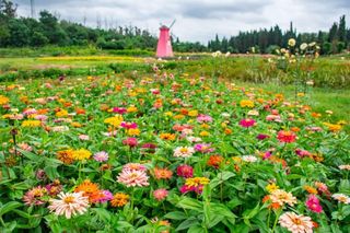 距昆明1小时车程,藏在山里的“花漫云巅”,绘出绚烂秋色