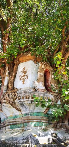 树包塔-芒市-逍遥糊涂仙1971