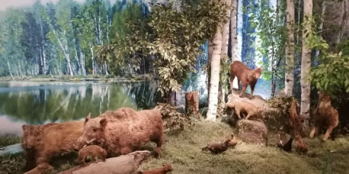 賀蘭山自然博物館