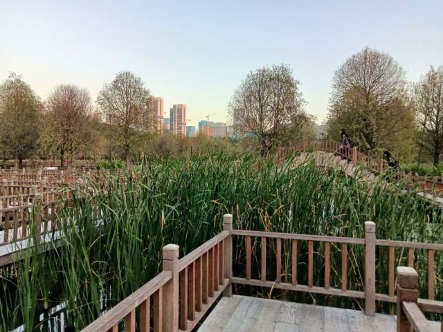 五缘湾湿地公园旅行图片 2