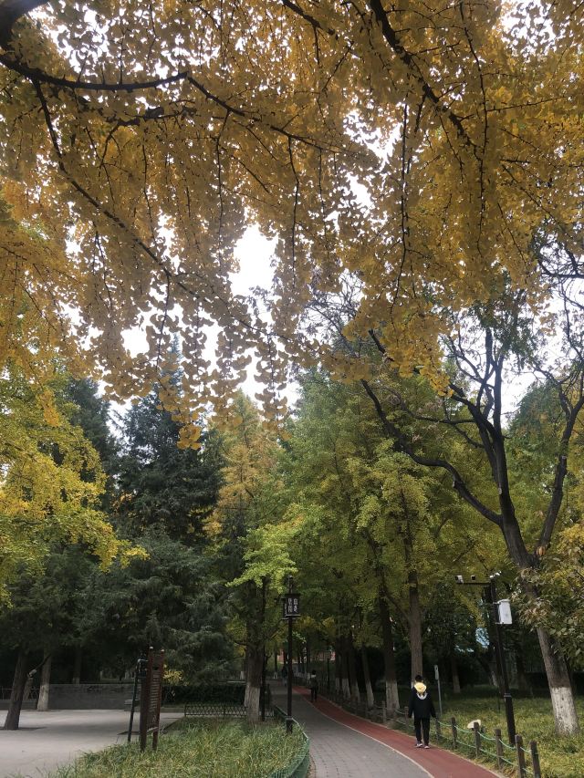 宣武艺园旅行图片 1