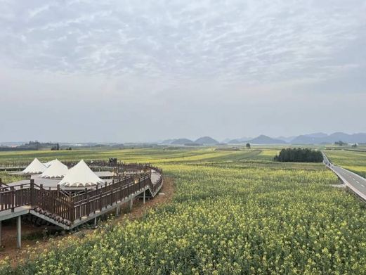 罗平油菜花主会场