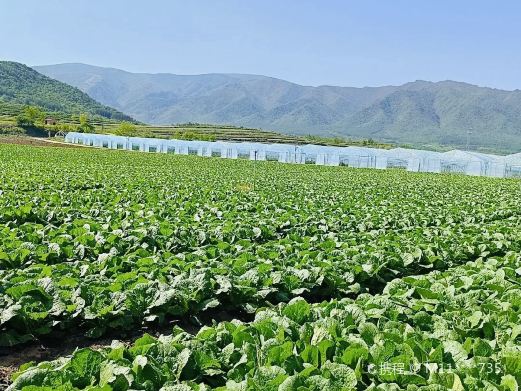 秦岭蔬菜公园