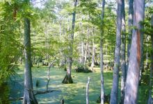 BILLIE SWAMP SAFARI景点图片