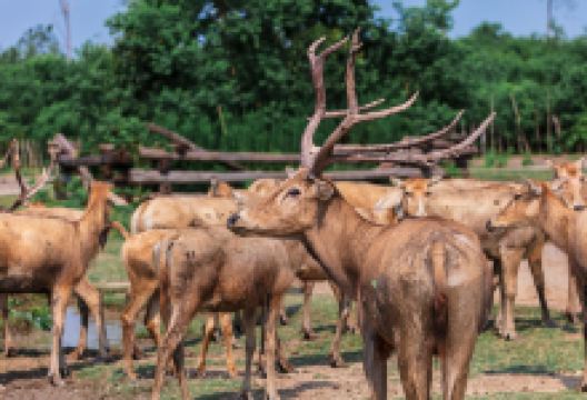 中华麋鹿园景点图片