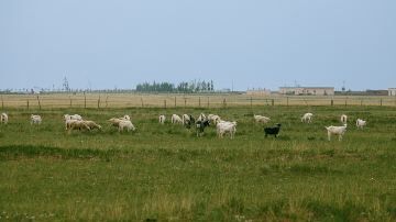 Ordos Prairie