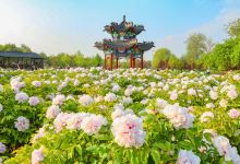 曹州牡丹园景点图片