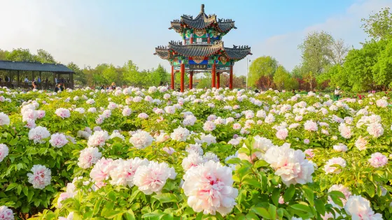 曹州牡丹園