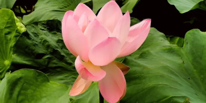 白龜湖國家濕地公園