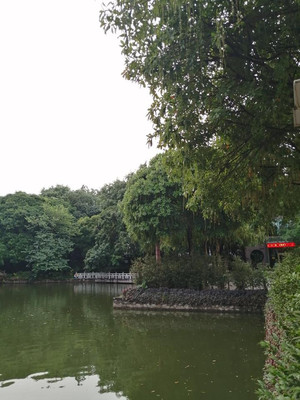 一串串的粉红花蕊似烟花乍放,这红花玉蕊让金花茶公园增色不少