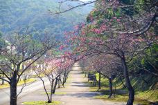 八重岳樱之森公园-本部町-翱翔的大鲨鱼