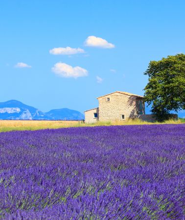 5D4N • France+Nice+Aix-en-Provence+Avignon+Marseille+Cannes+Antibes+Abbaye de Sénanque+Palais des Papes+Château des Baux-de-Provence+Notre-Dame de la Garde