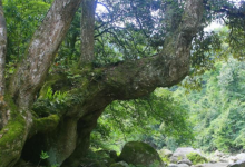 神农谷国家森林公园-树抱石站景点图片