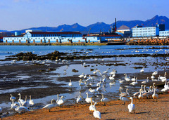 山东游记图片] 山东旅游：观天鹅湖冬景 赏天尽头风光（图）