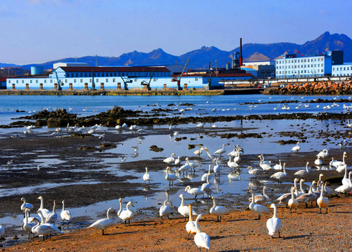 山东旅游:观天鹅湖冬景 赏天尽头风光(图)