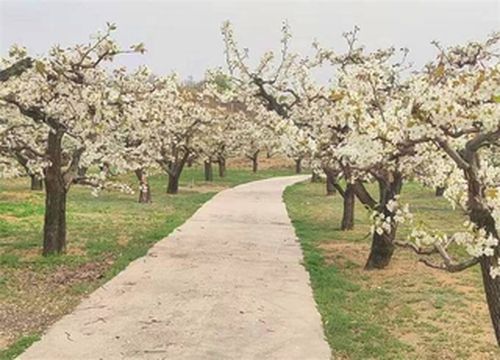 北京密云不老屯老梨园民宿,4栋梨园主题房,六百年古梨树庇护!