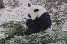 西宁熊猫馆-西宁-YoYo_1U1U1O8J