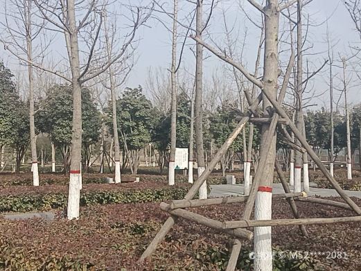 卫国故城
