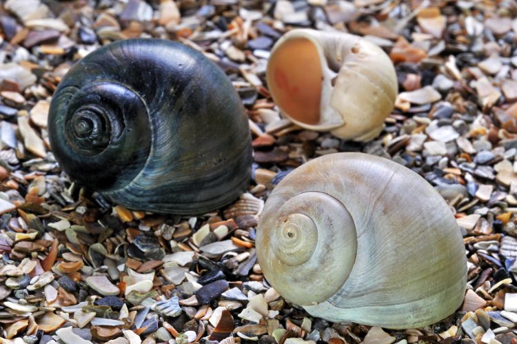 Sea Snails