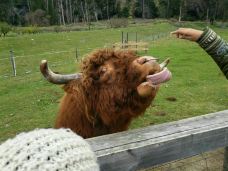 瓦尔特峰高原农场-皇后镇-Kimi_jm