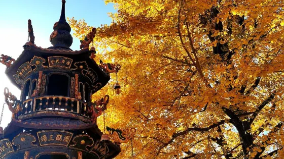 禪林寺古銀杏風景園
