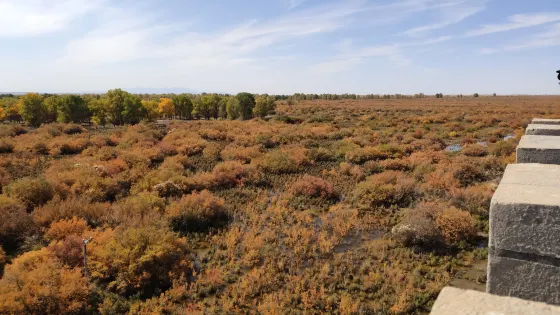 中國金塔沙漠胡楊林景區-烽火台
