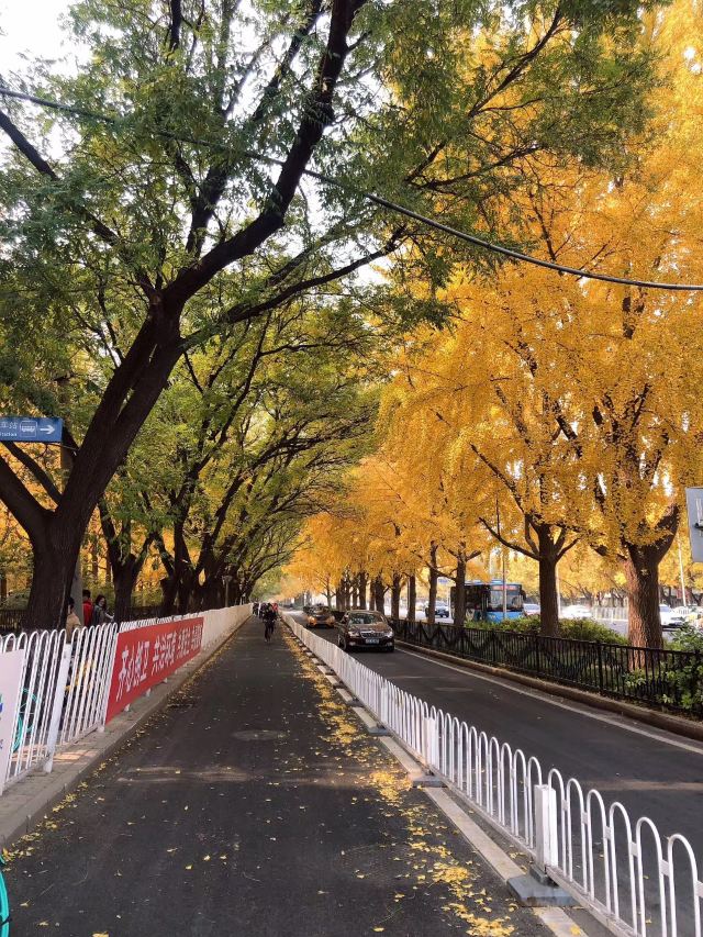 玉渊潭公园钓鱼台银杏大道旅行图片 2