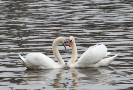 奥地利维也纳哈尔施塔特湖日游【探秘世遗小镇/沉浸体验阿尔卑斯【走进哈尔施塔特，这个宛如明信片般的美丽湖畔小镇，将阿尔卑斯山的壮丽与湖光山色的宁静完美融合】